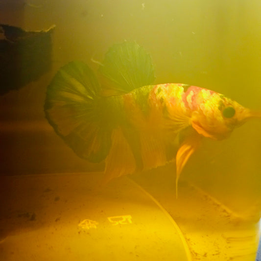 NEMO GALAXY CANDY BETTA 260467