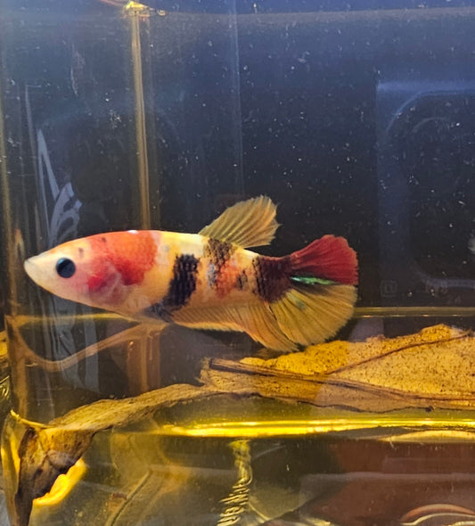 YELLOW BASE  FEMMINA 0511