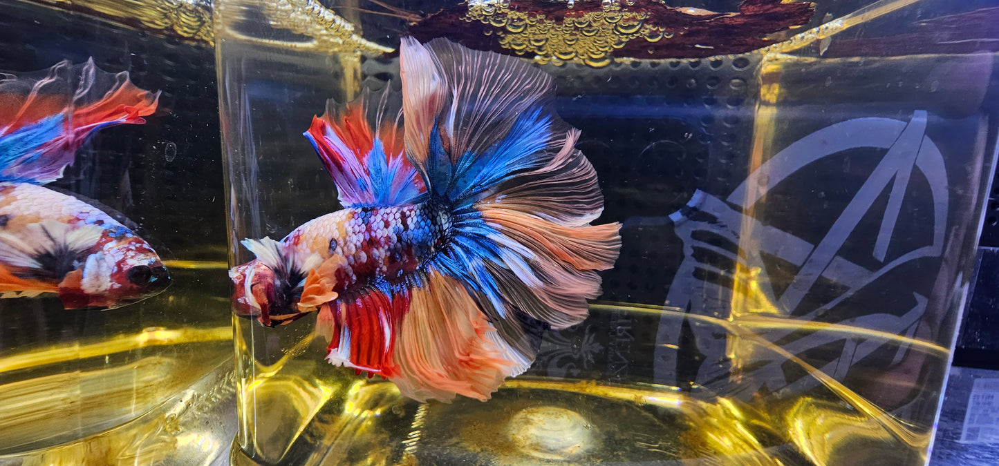 ROSE TAIL GALAXY HALFMOON (OHM) ALCOBALENO 0621