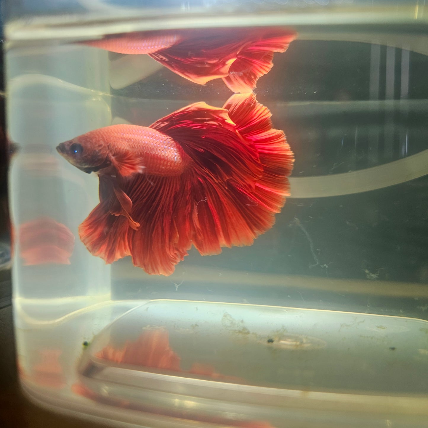 Giant Full Red Rosetail Halfmoon Betta(OHM) 2605A27