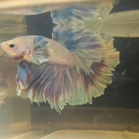 Purple White Rosetail Dumbo Halfmoon Betta 2605B60