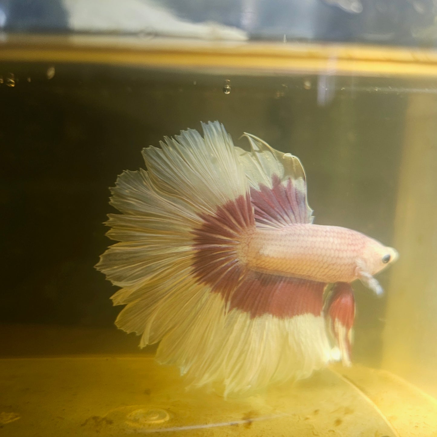 Purple White Feathertail Halfmoon Betta 2605A63
