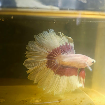 Purple White Feathertail Halfmoon Betta 2605A63