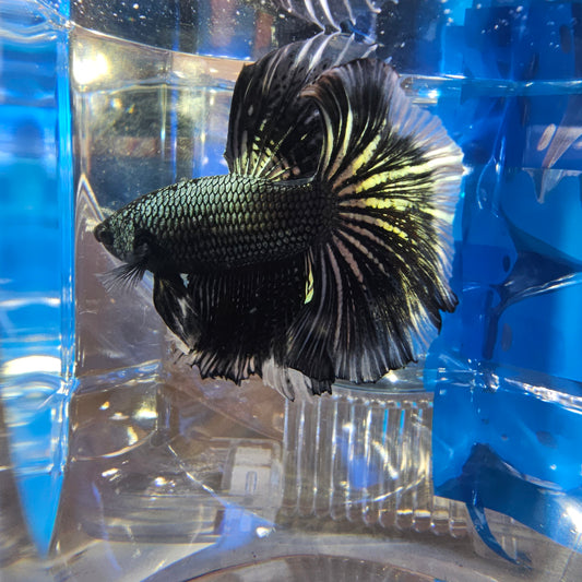 COPPER BLACK WHITE HM(L)250973