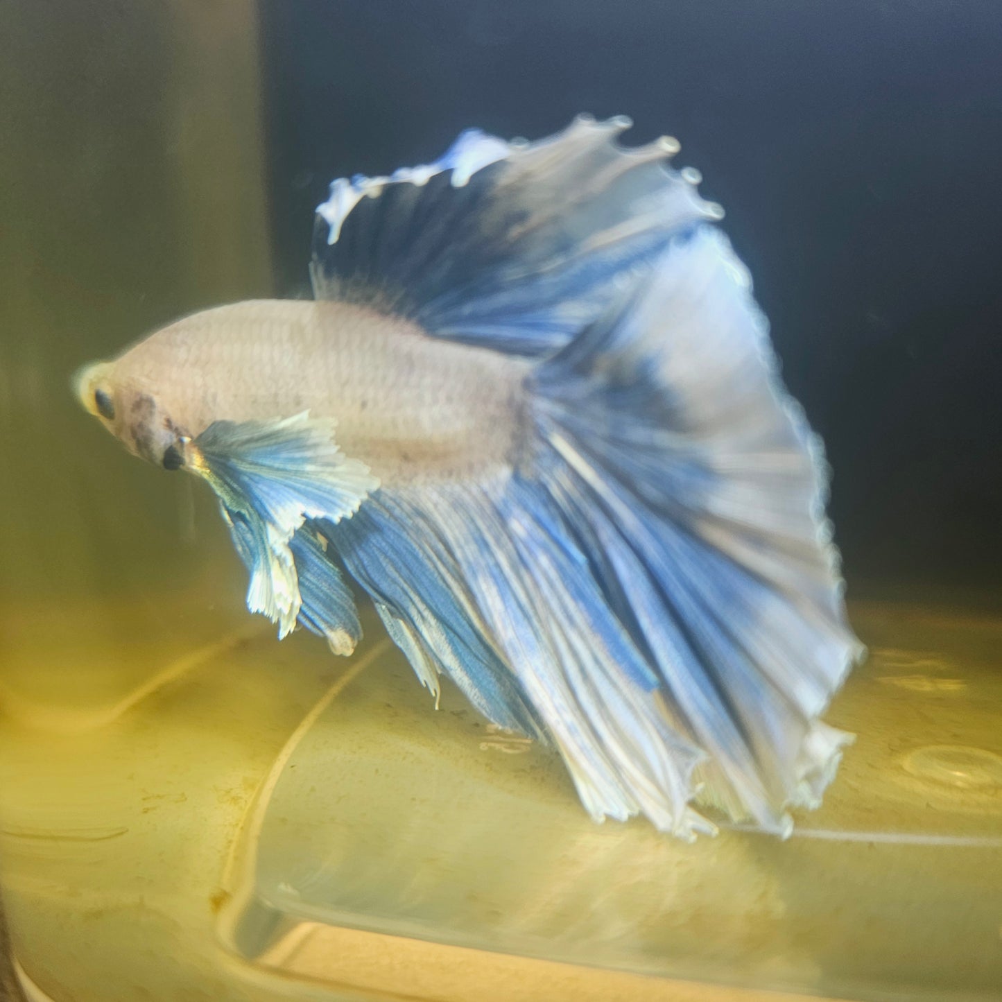 Light Color Dumbo Rosetail Halfmoon Betta 2605A64
