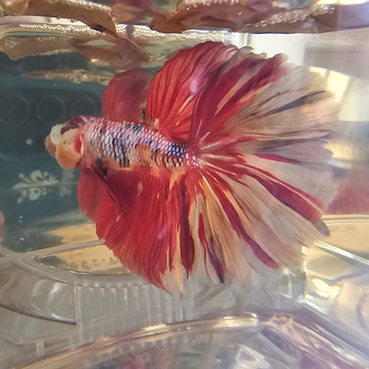 Red candy Halfmoon (OHM) 250707