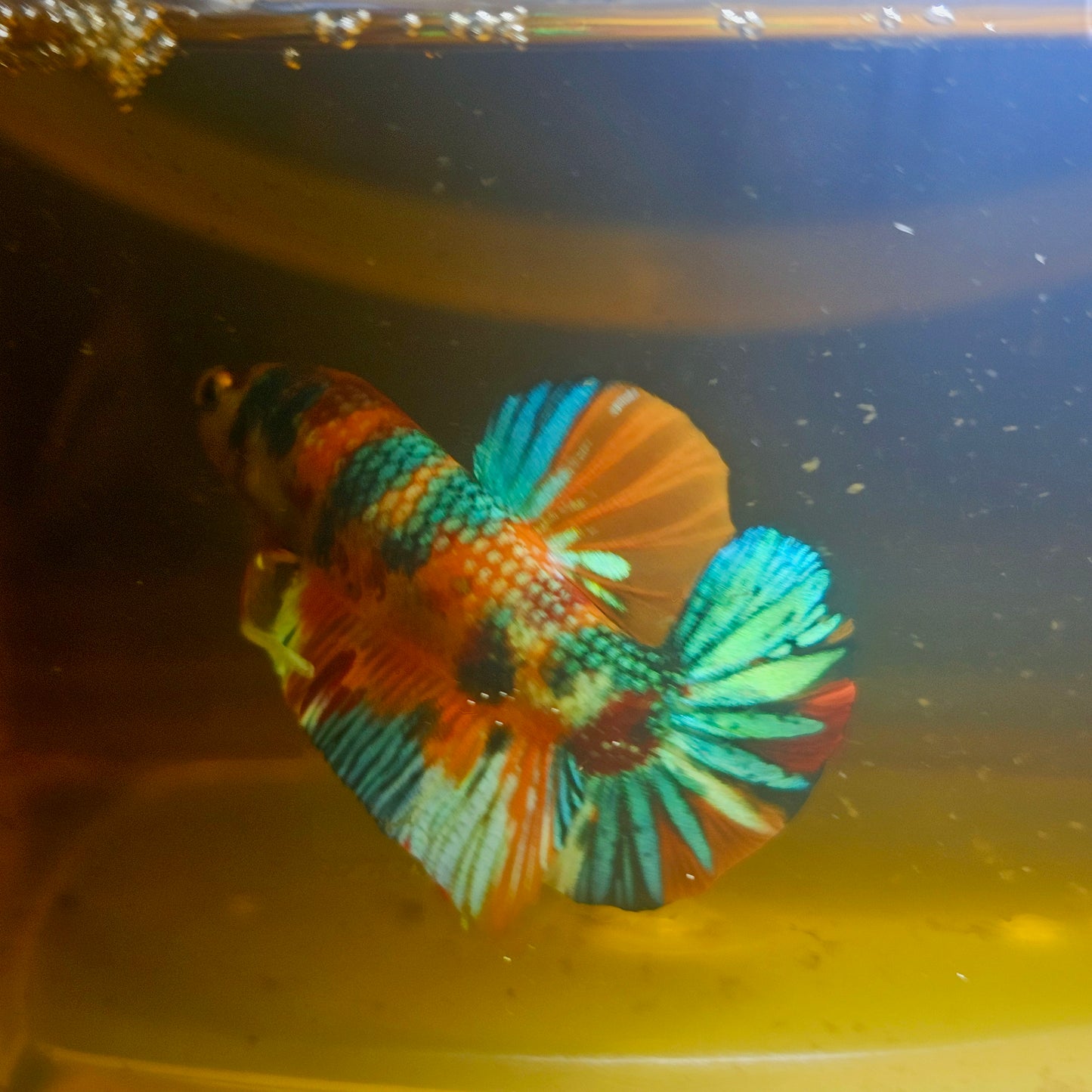 METALIC CANDY BETTA 260463
