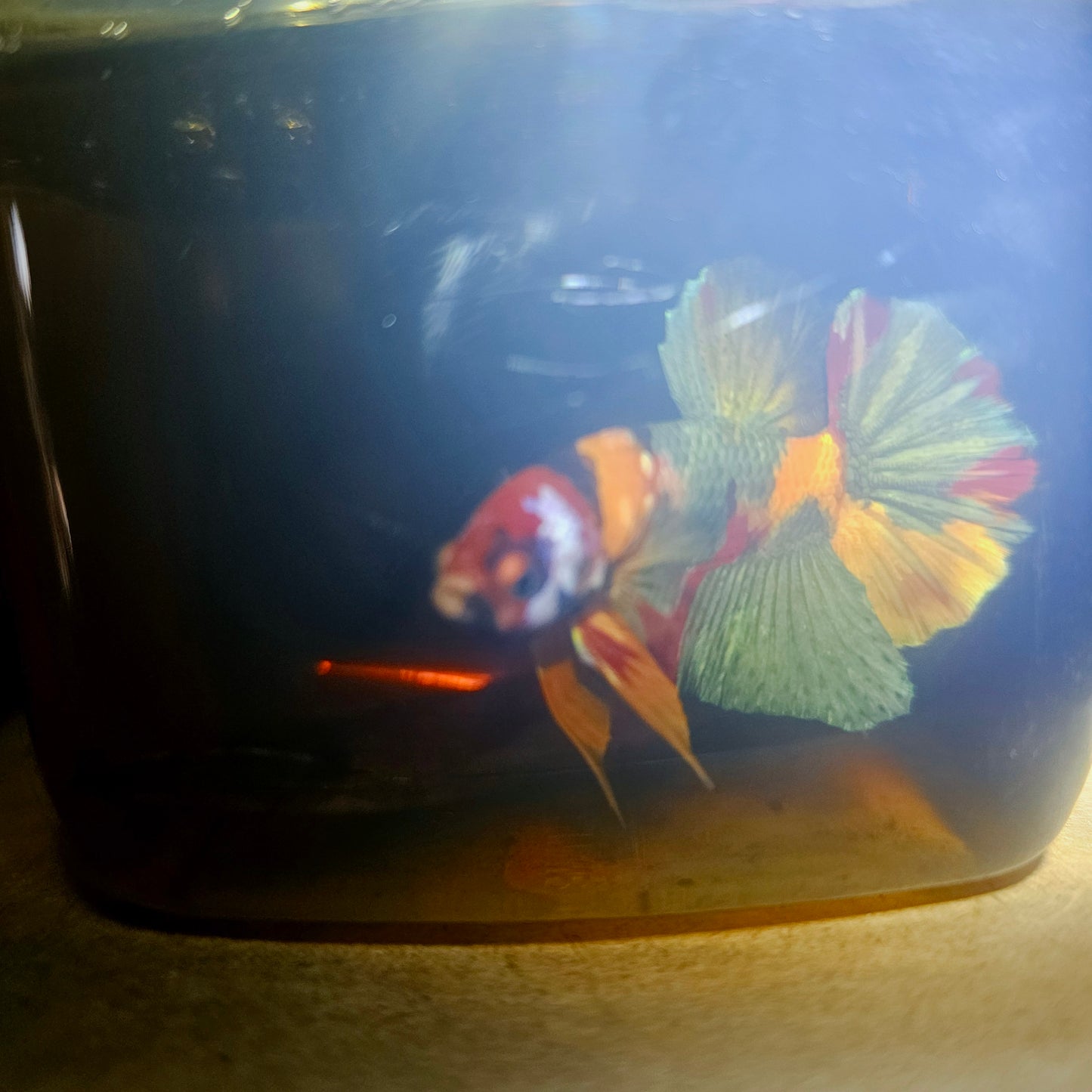 NEMO CANDY BETTA 260490
