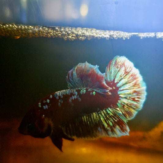 BARONGSAI BETTA 260409