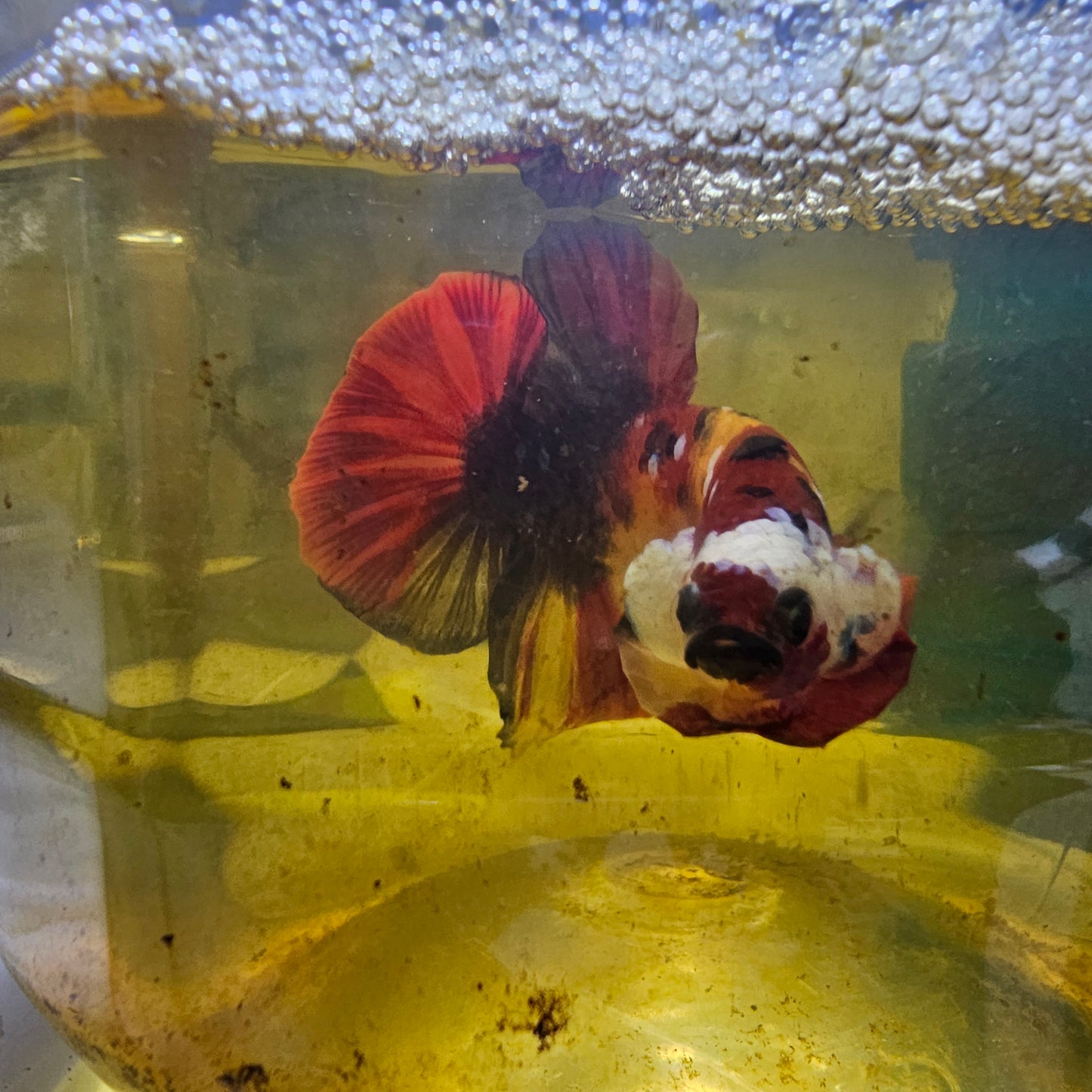 FULL COLOR NEMO CANDY HMPK/满色尼莫糖果251192