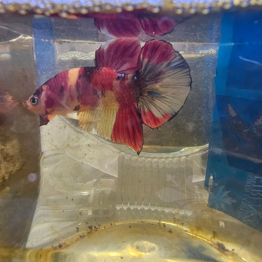 NEMO CANDY HMPK/尼莫糖果HMPK251298