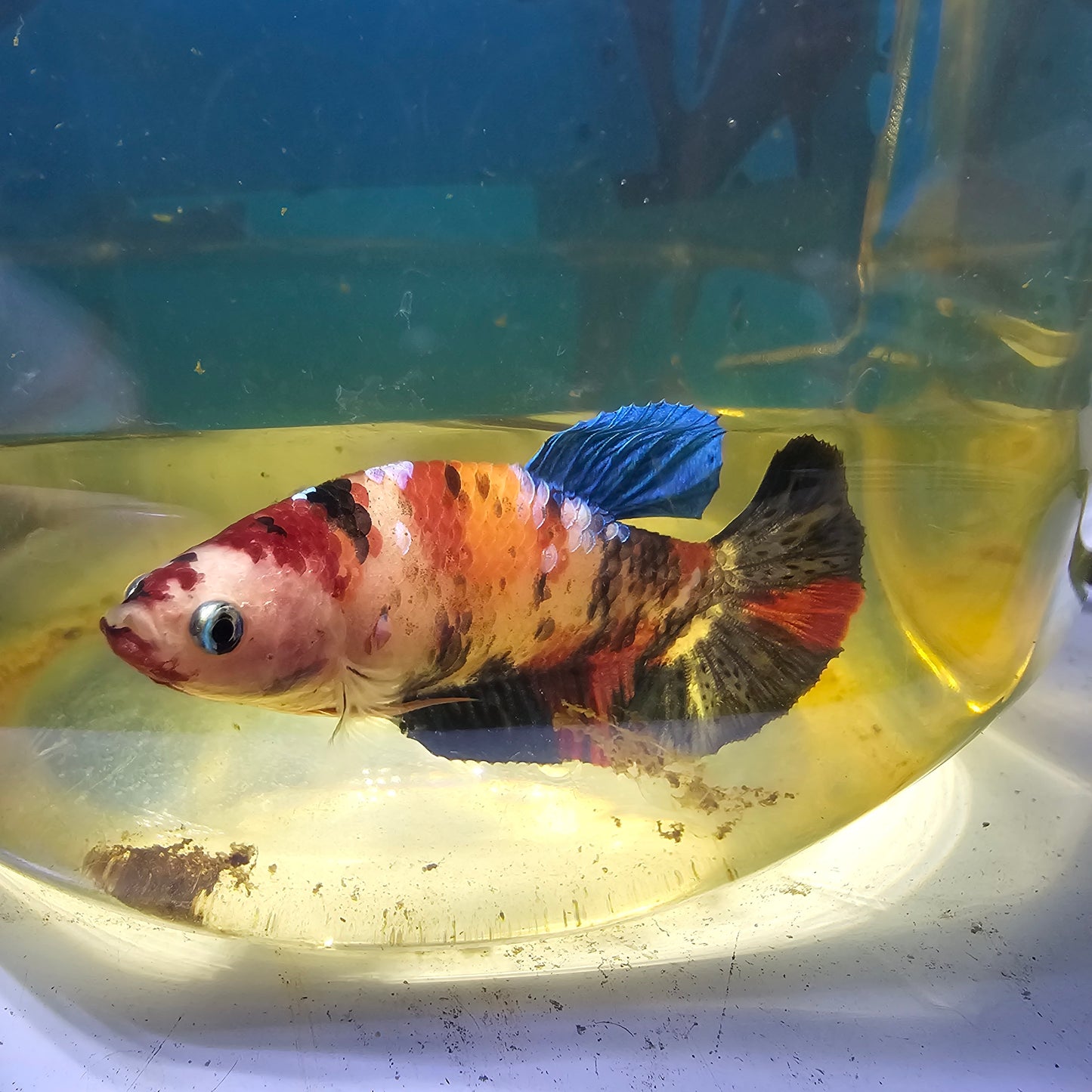 FULL COLOR NEMO CANDY (BREEDING GRADE）/满色尼莫糖果种母251185