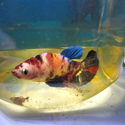 FULL COLOR NEMO CANDY (BREEDING GRADE）/满色尼莫糖果种母251185