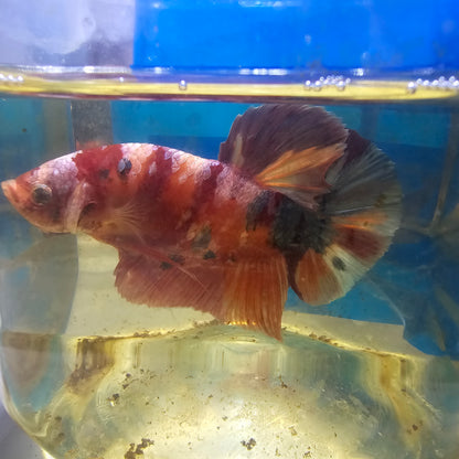 CANDY GALAXY GIANT 7+/8CM星河糖果巨斗将军251247