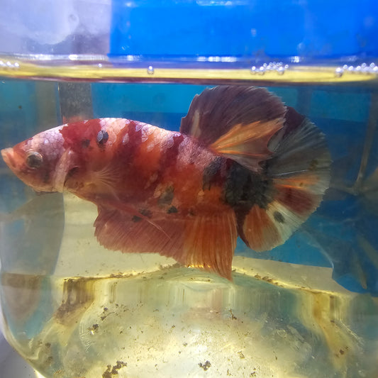 CANDY GALAXY GIANT 7+/8CM星河糖果巨斗将军251247